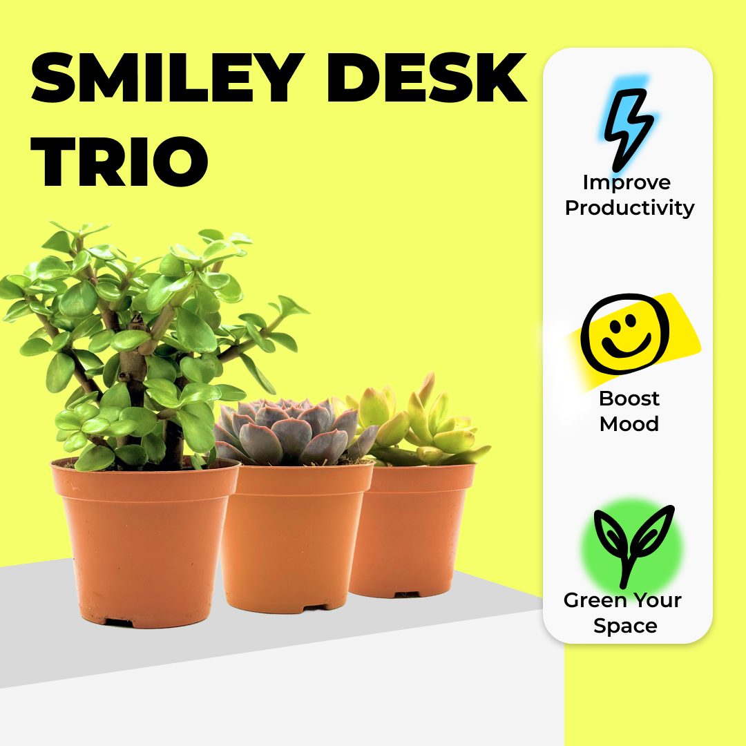 Smiley Desk Trio