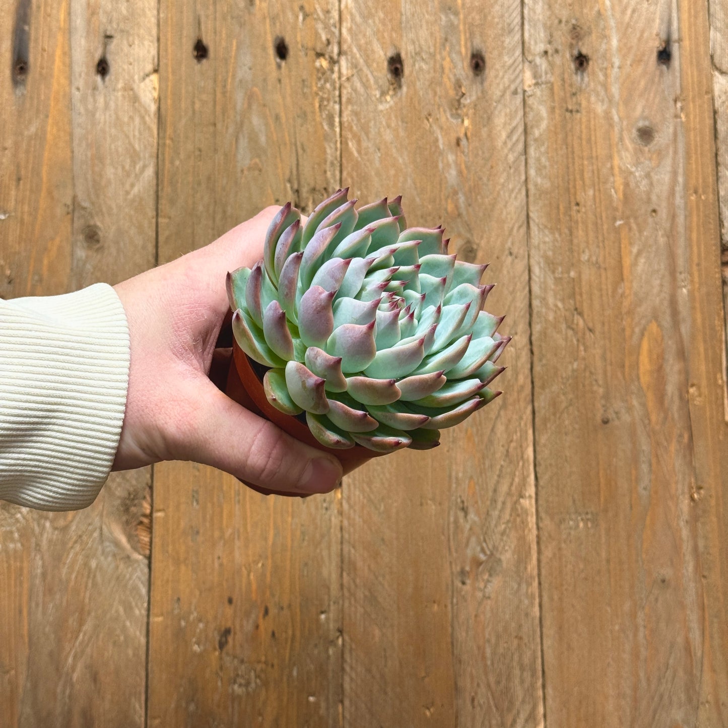 Echeveria Cats Claw