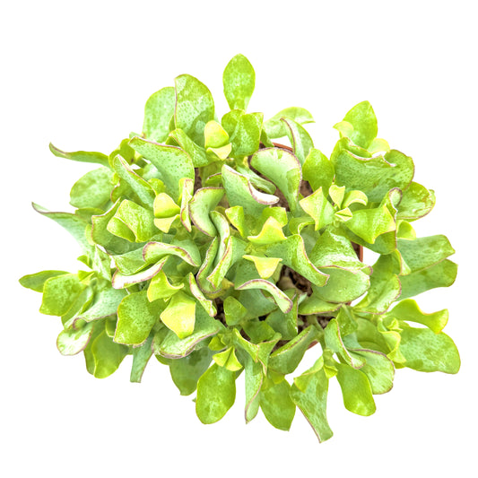 Ripple Jade