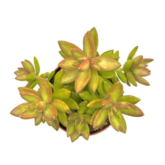 Coppertone Stonecrop