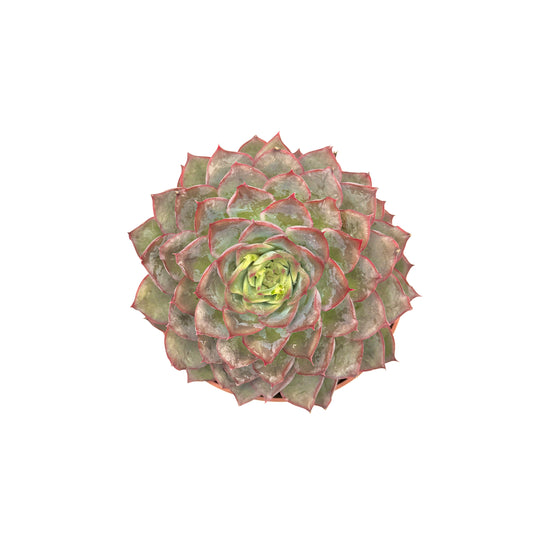 Pulido's Echeveria