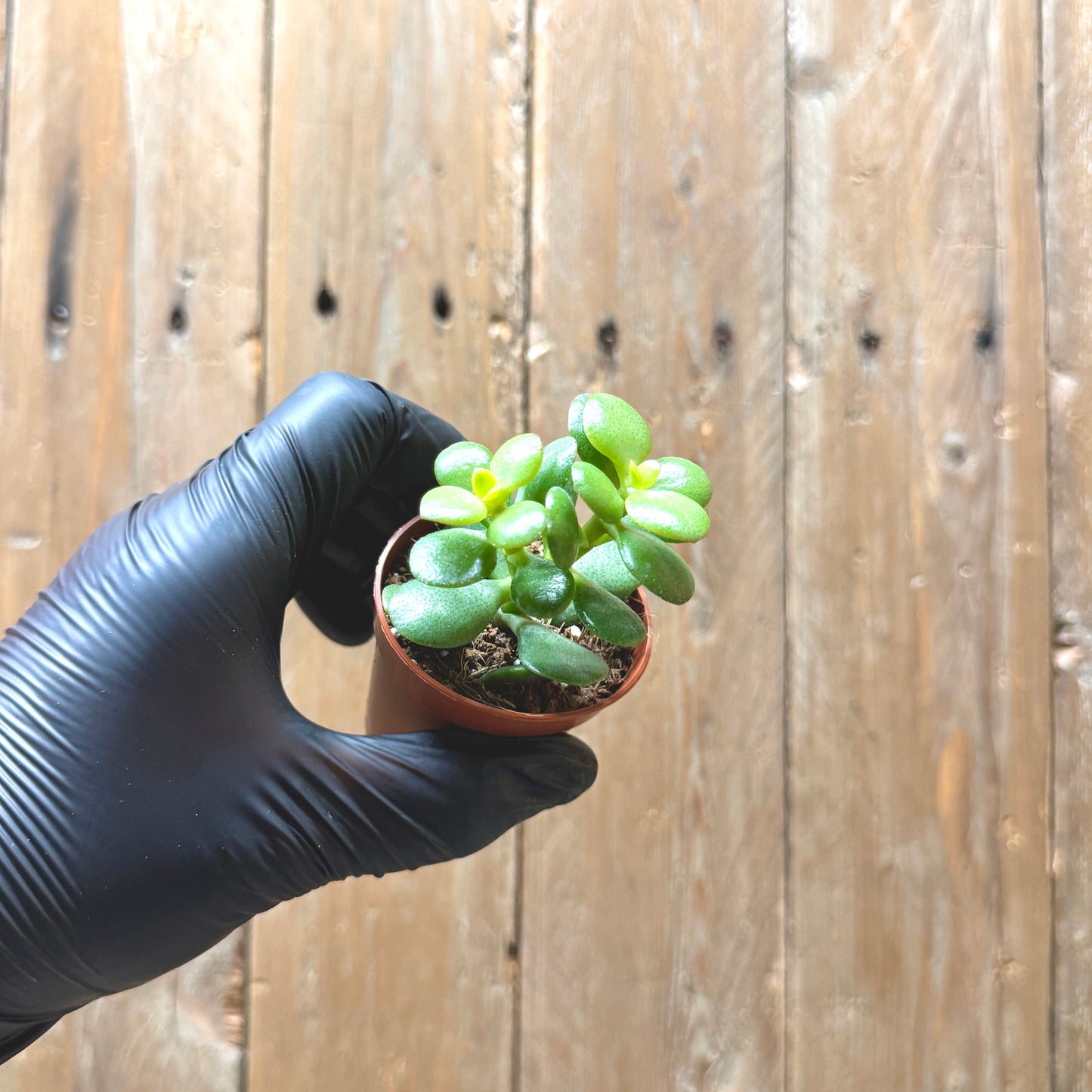Jade Plant