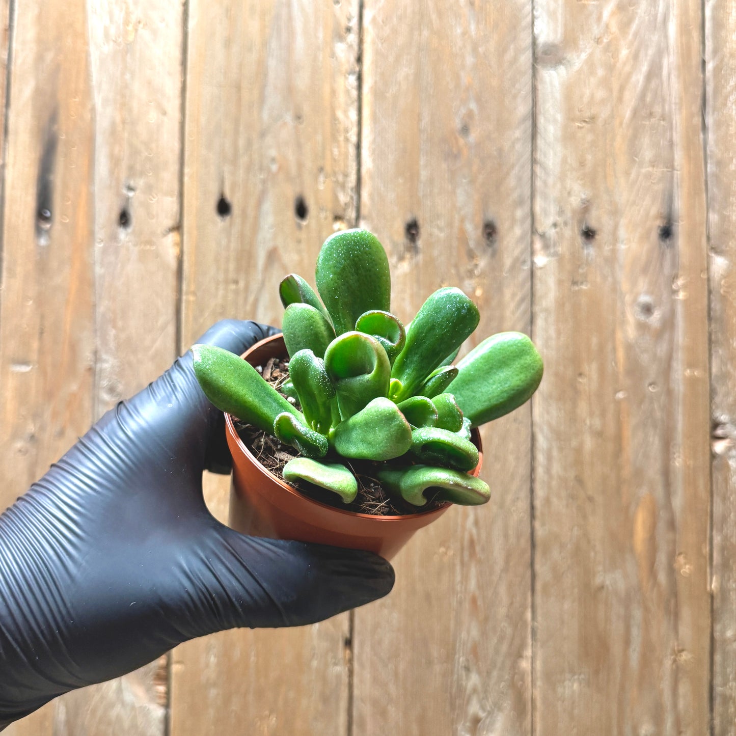 Crassula ovata