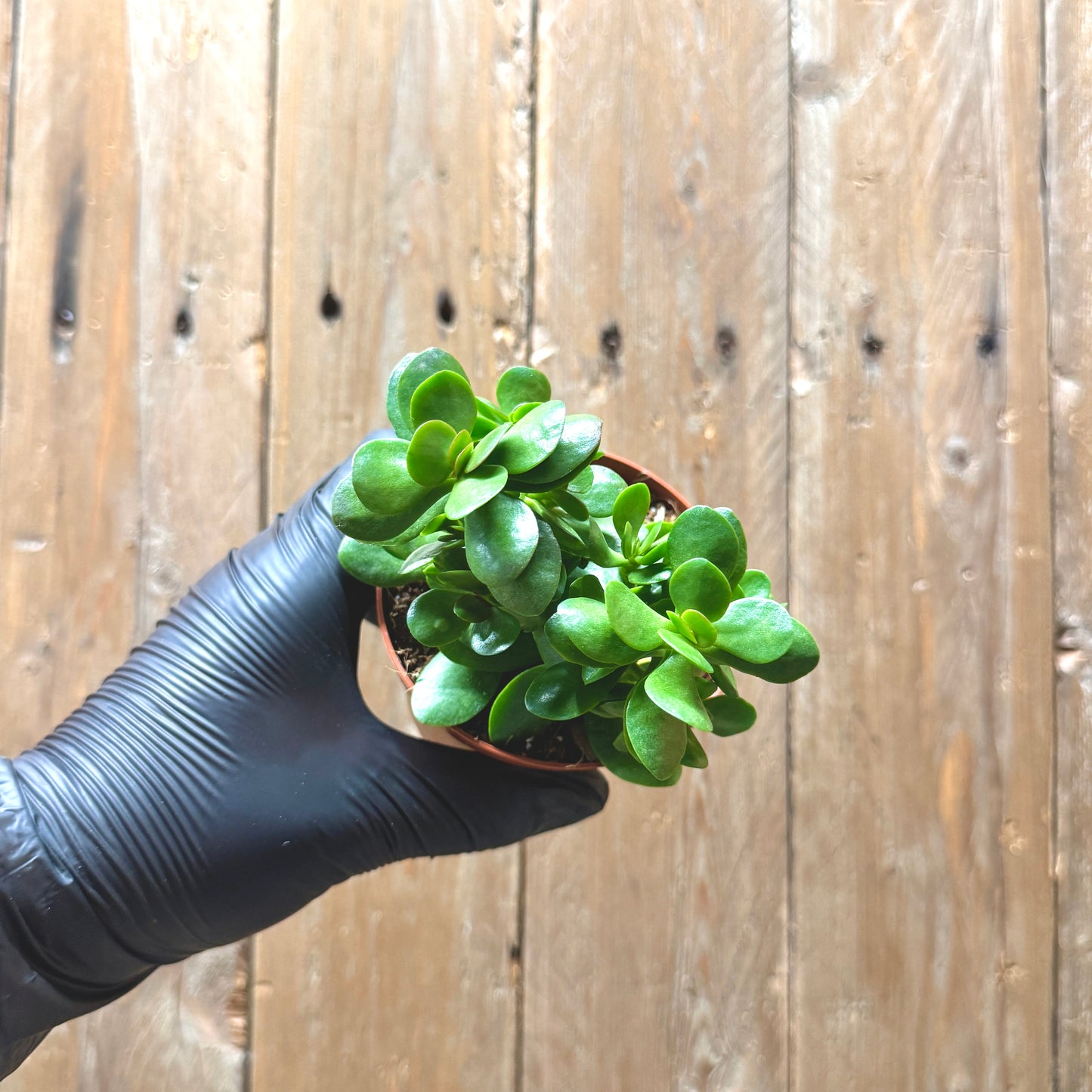 Crassula ovata