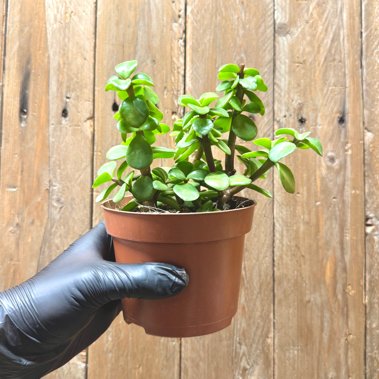 Elephant Bush