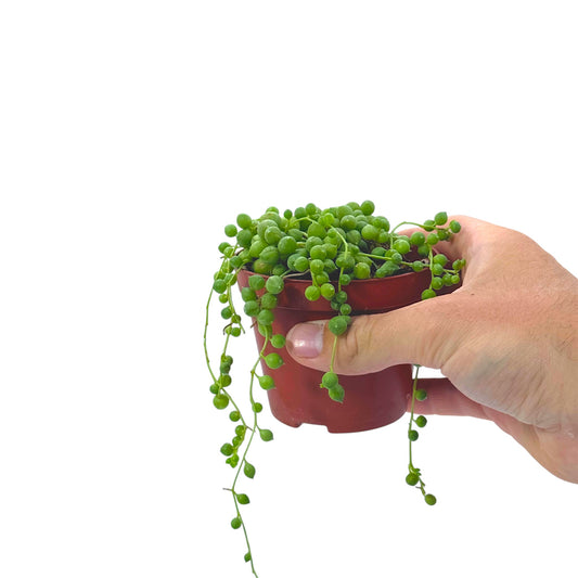 String Of Pearls