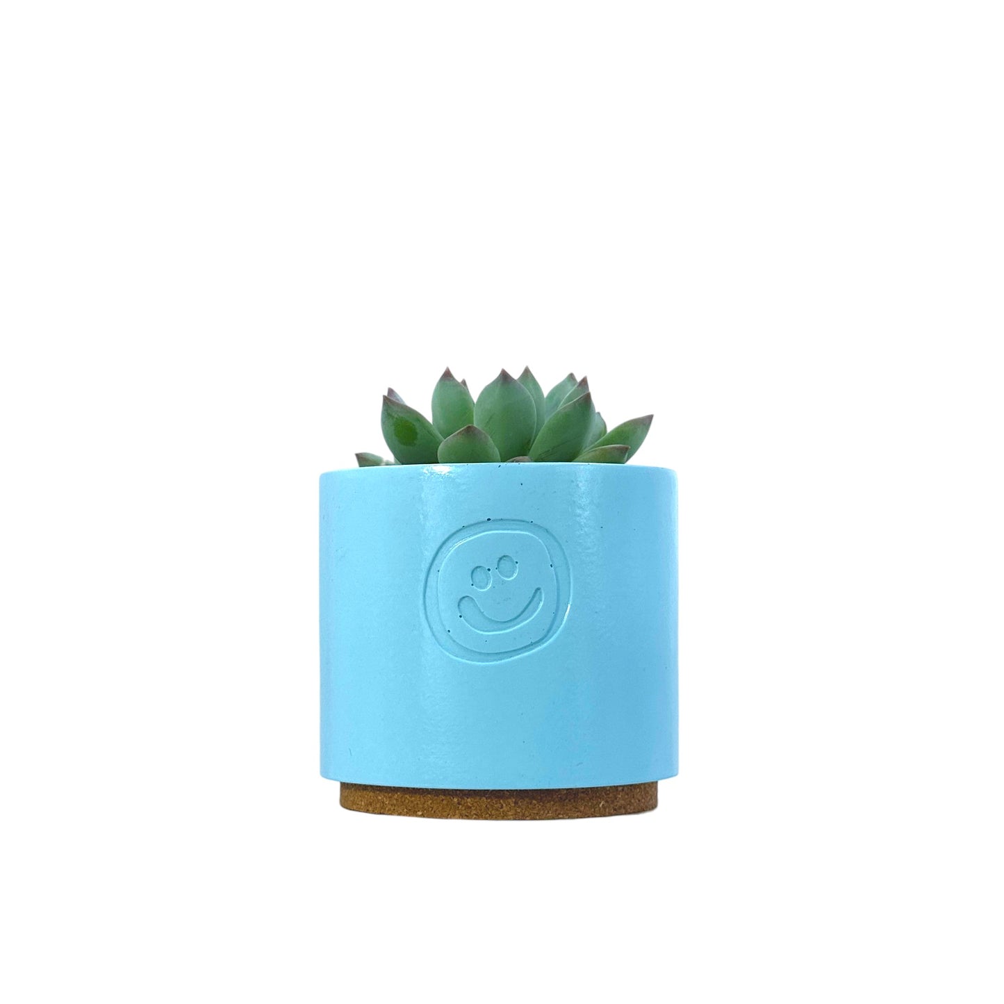 Echeveria secunda
