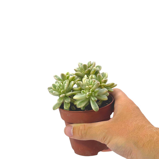 Sedum aurora