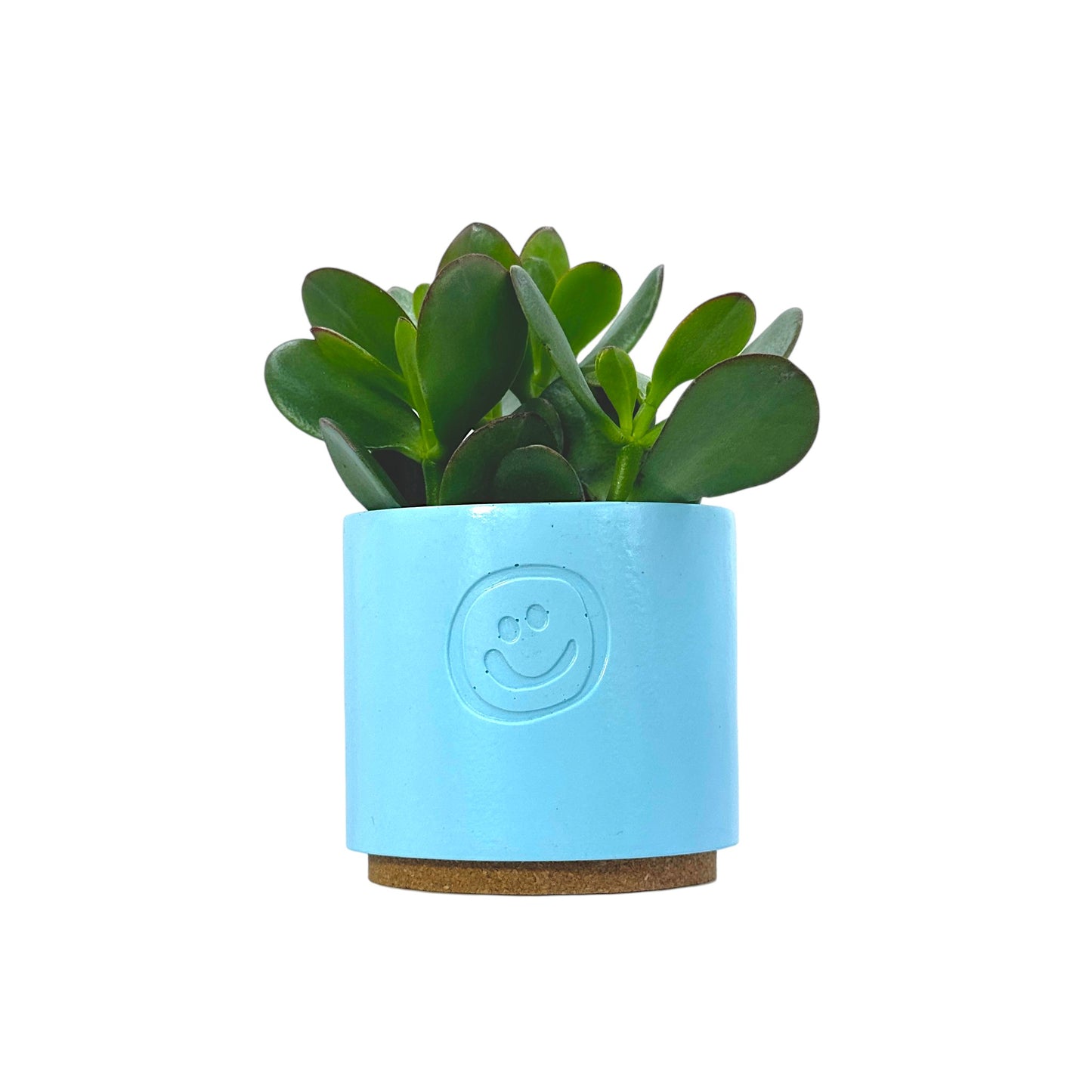 Crassula Money Tree