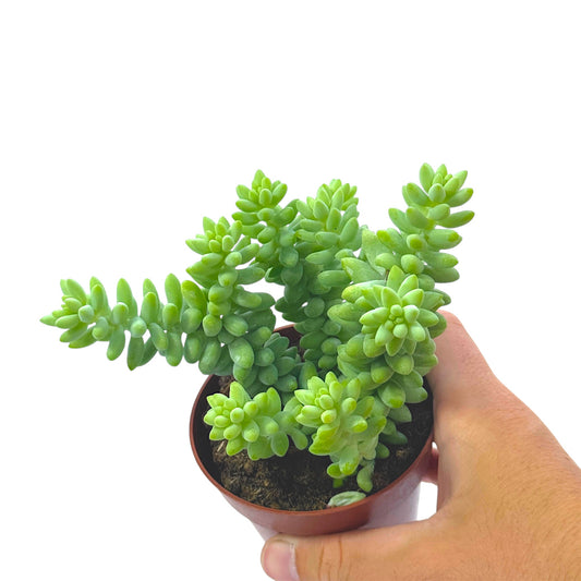 Sedum Burrito
