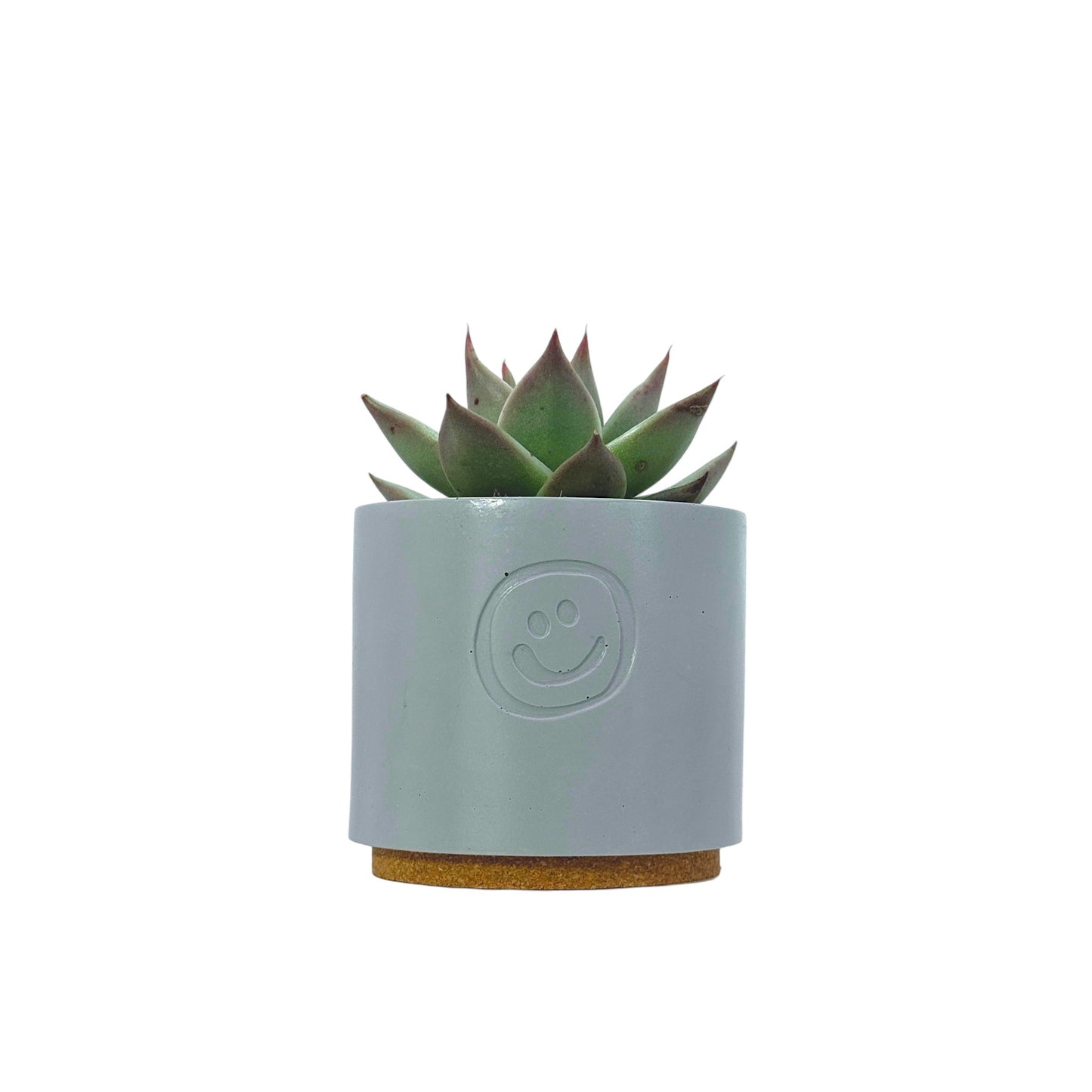 Echeveria Dark Line