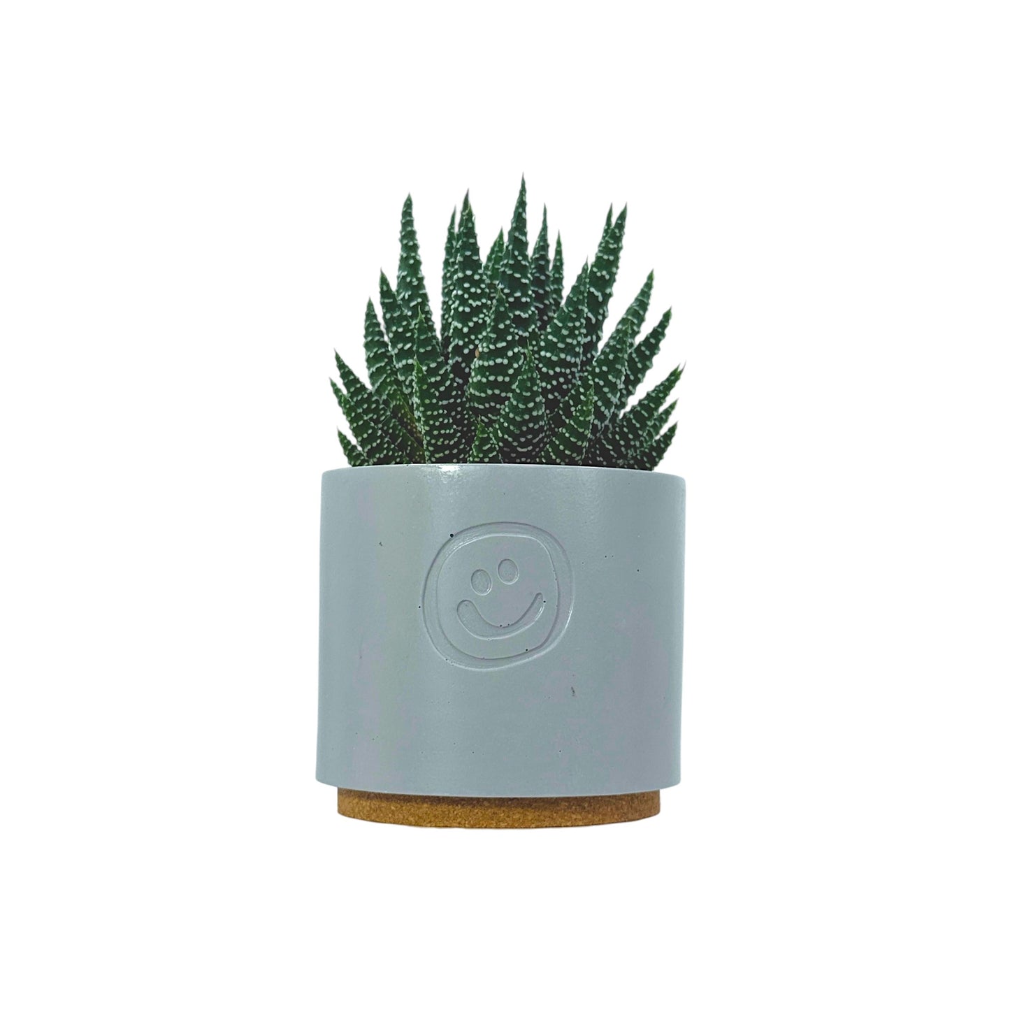 Haworthia Royal Albert