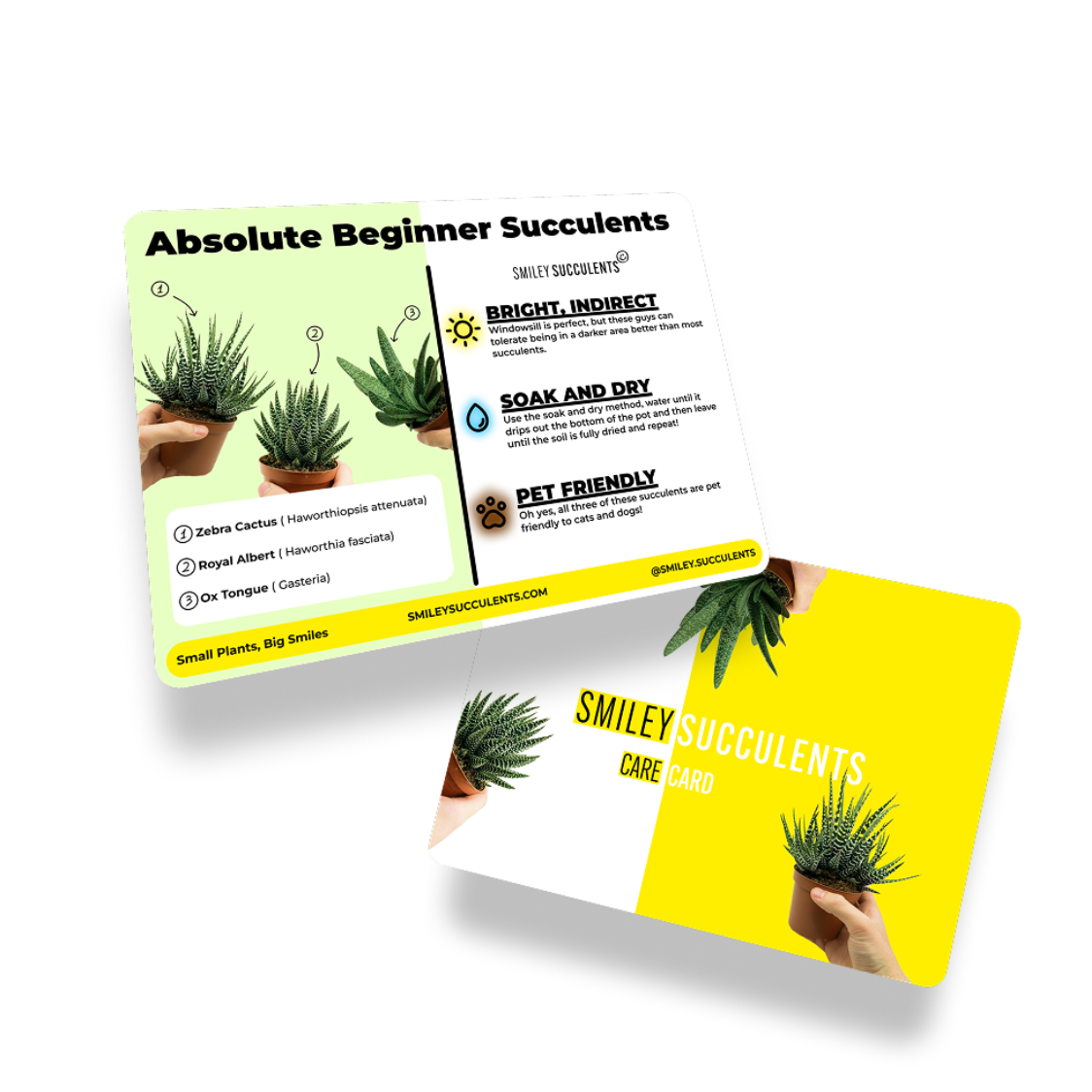 Absolute Beginner Bundle