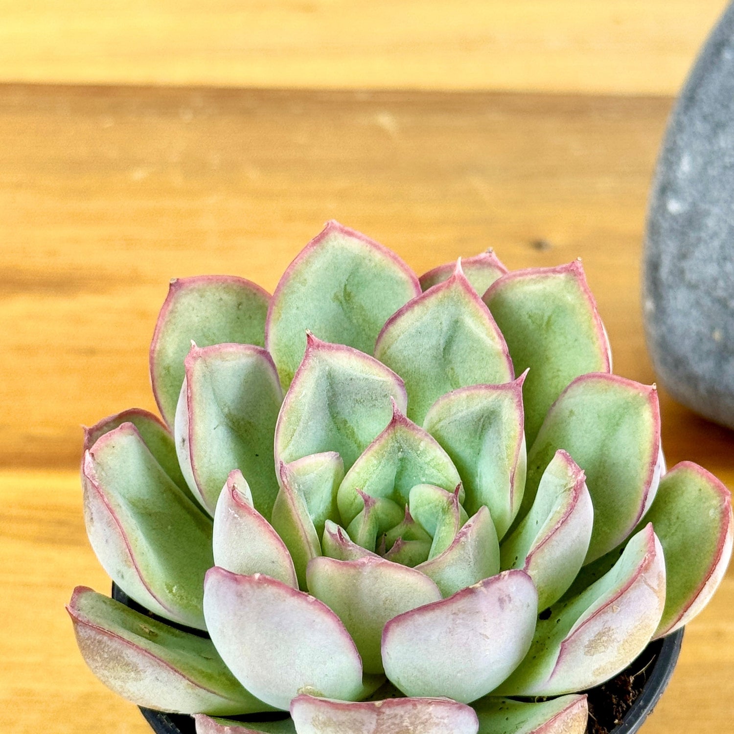 Desk plants