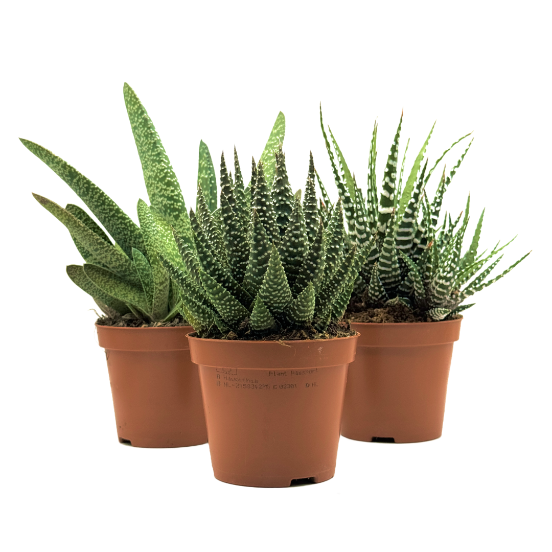 Absolute Beginner Bundle