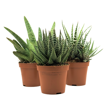 Absolute Beginner Bundle