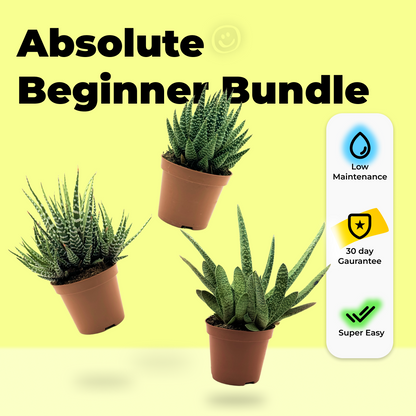 Absolute Beginner Bundle