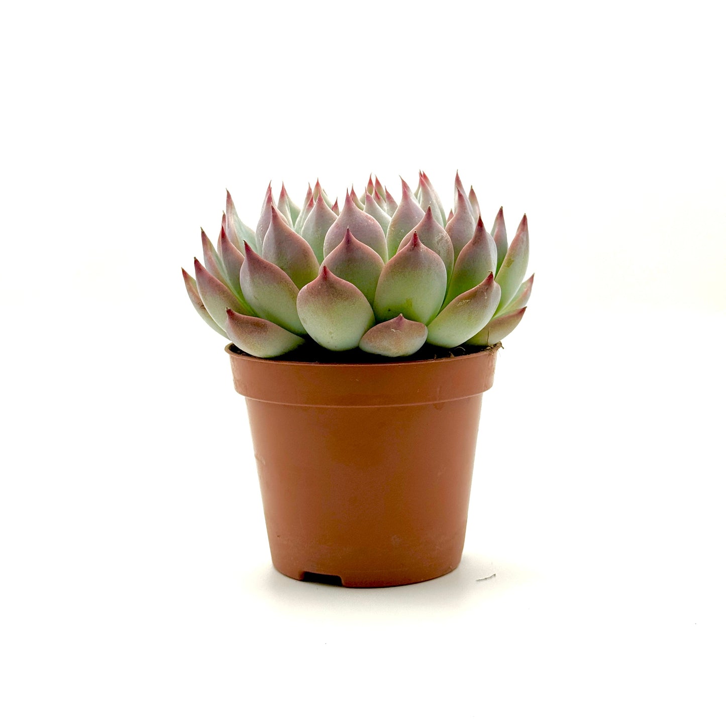 Echeveria Cats Claw