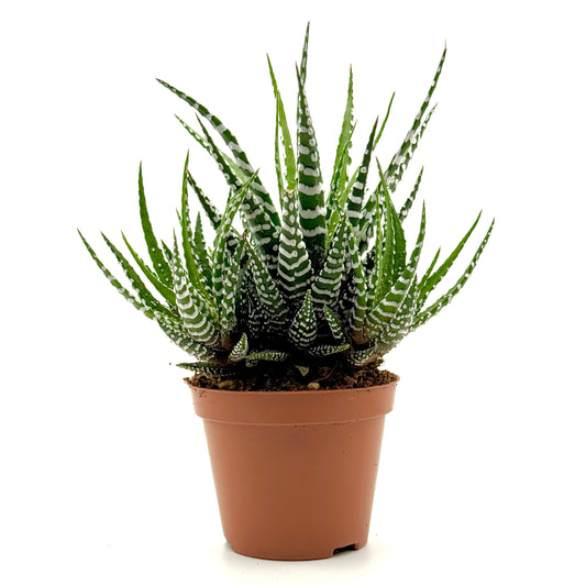 Zebra Cactus