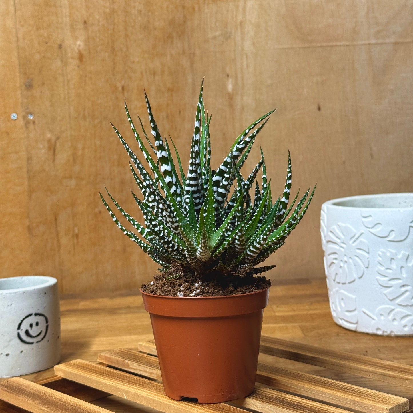 Zebra Cactus