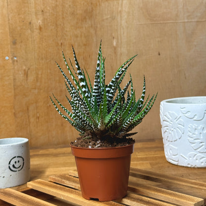 Zebra Cactus