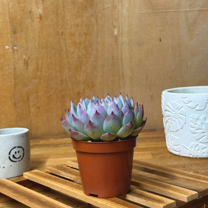 Echeveria Cats Claw