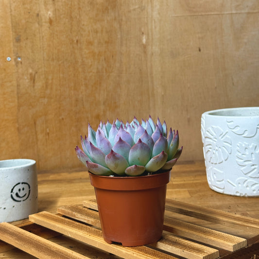 Echeveria Cats Claw