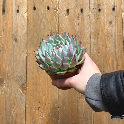 Echeveria Cats Claw
