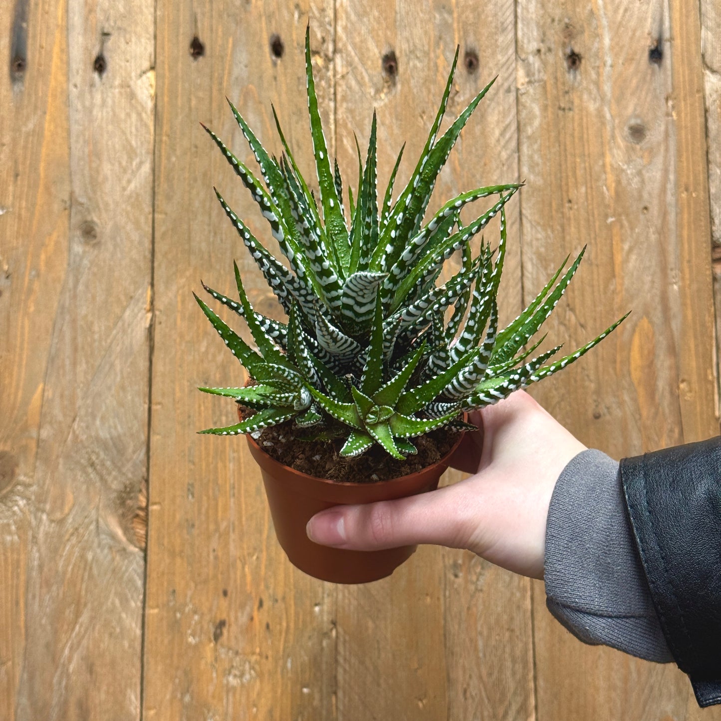Zebra Cactus