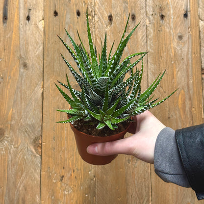 Zebra Cactus