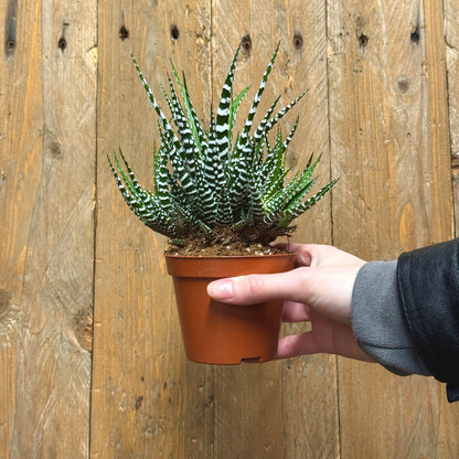Zebra Cactus