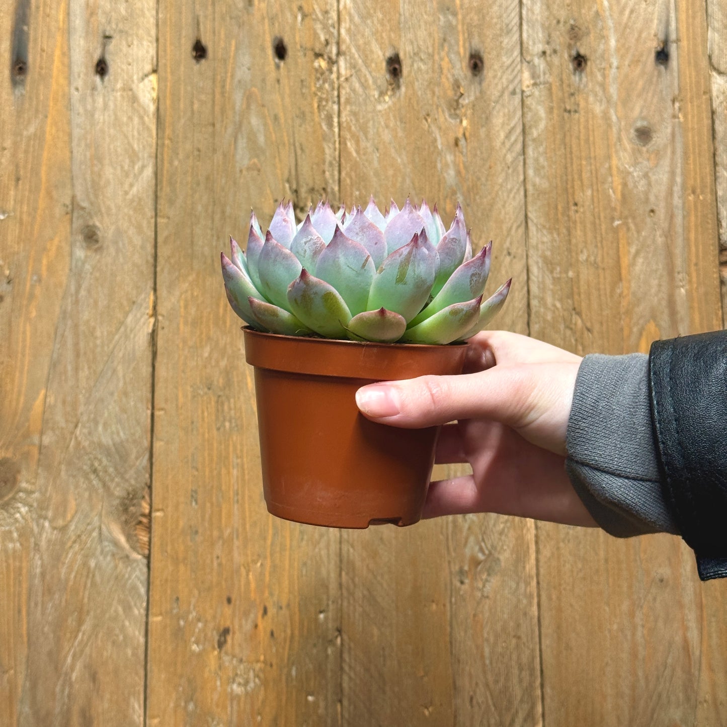 Echeveria Cats Claw