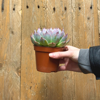 Echeveria Cats Claw
