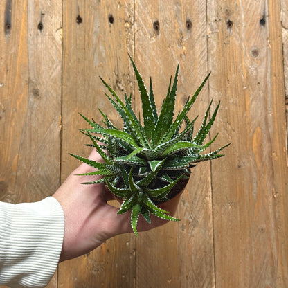 Zebra Cactus