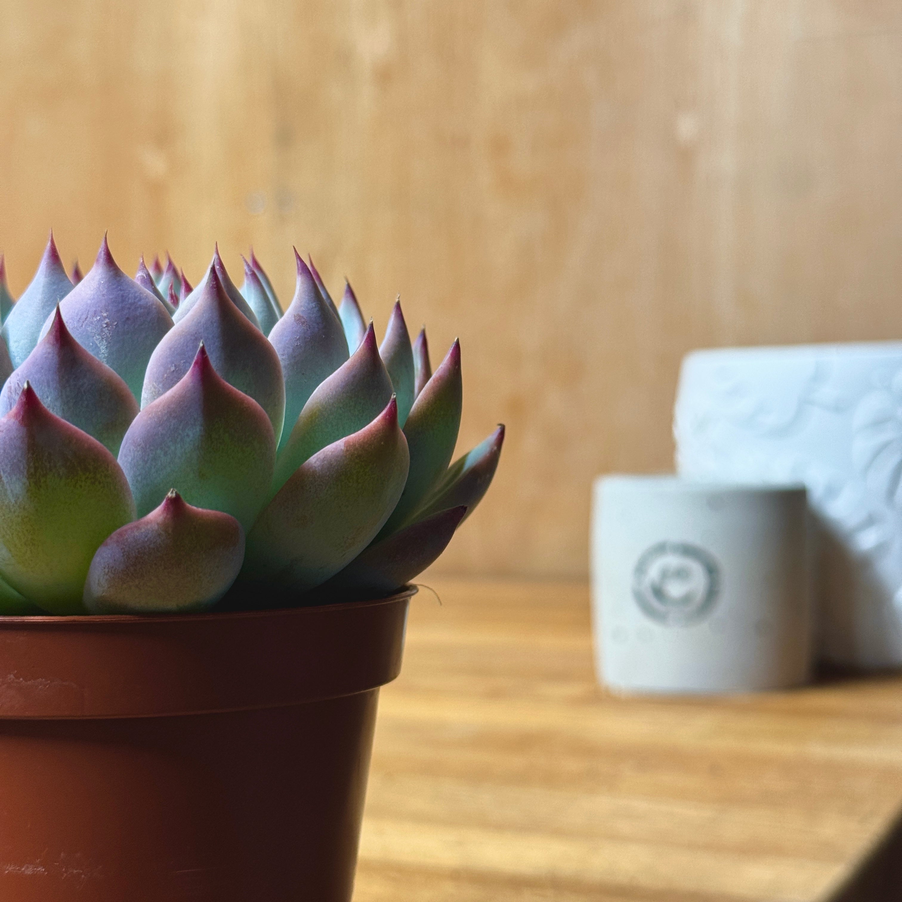 Echeveria Cats Claw