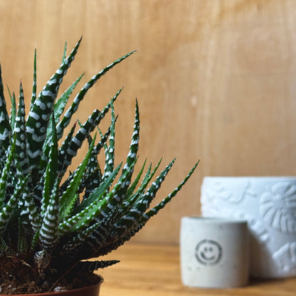 Zebra Cactus