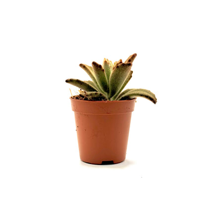 Panda Plant