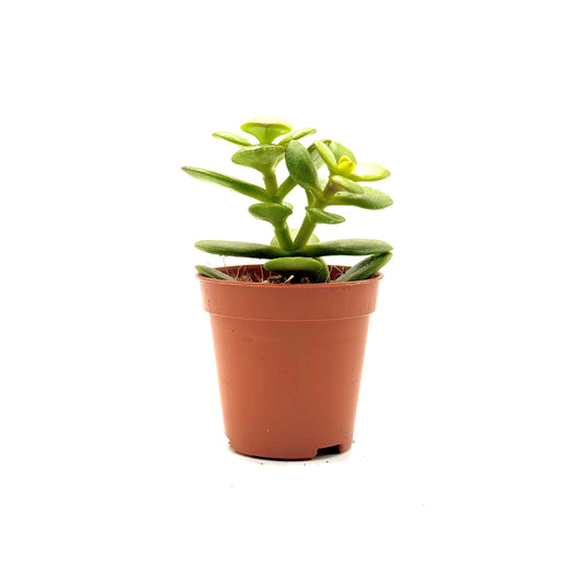 Jade Plant