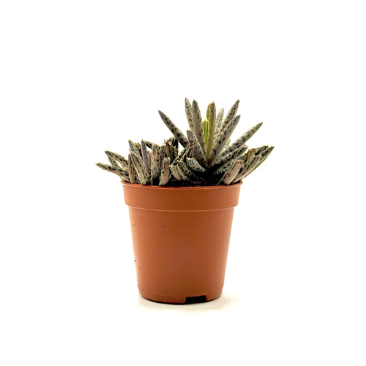 Chandelier plant