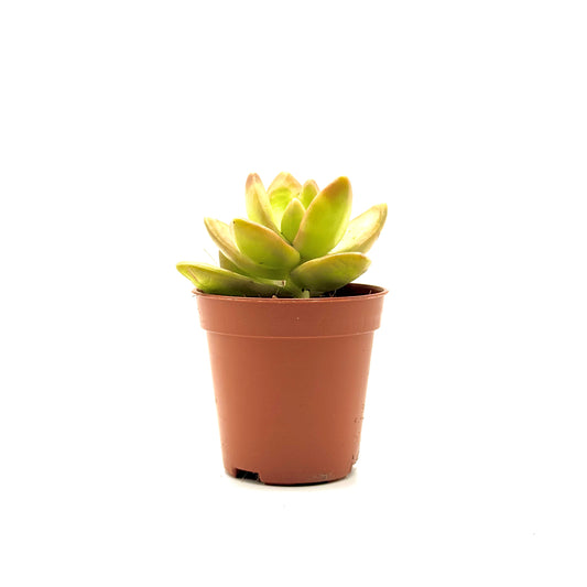 Coppertone Stonecrop
