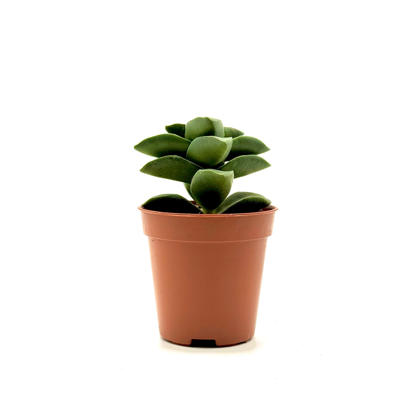 Krysna crassula