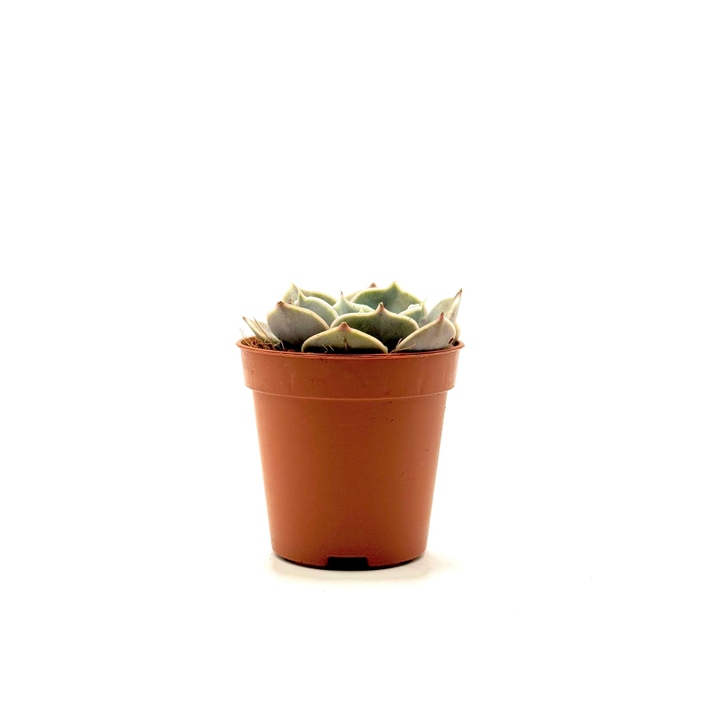Echeveria hyalina