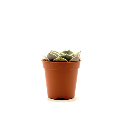 Echeveria hyalina