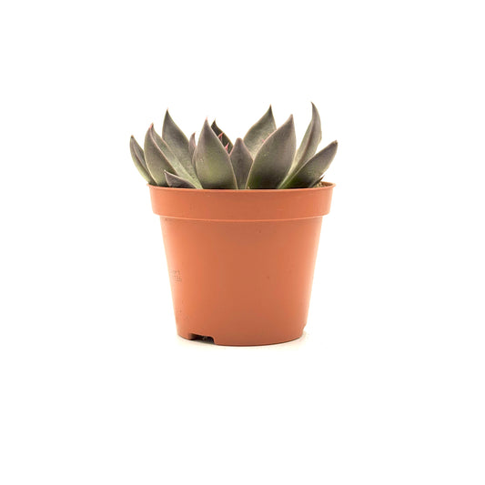 Black Prince