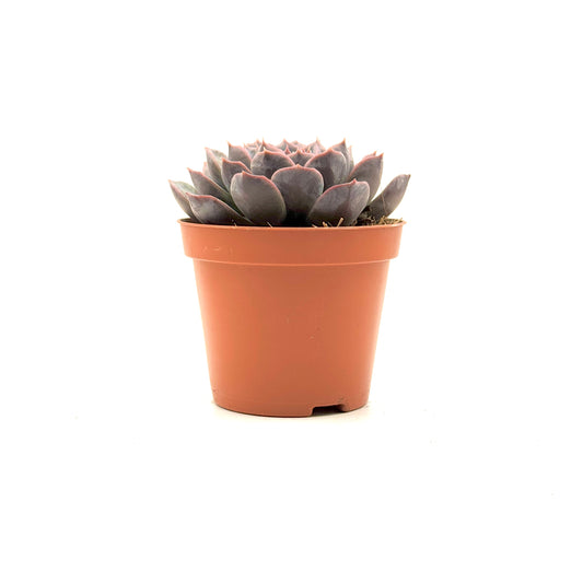 Echeveria hyalina