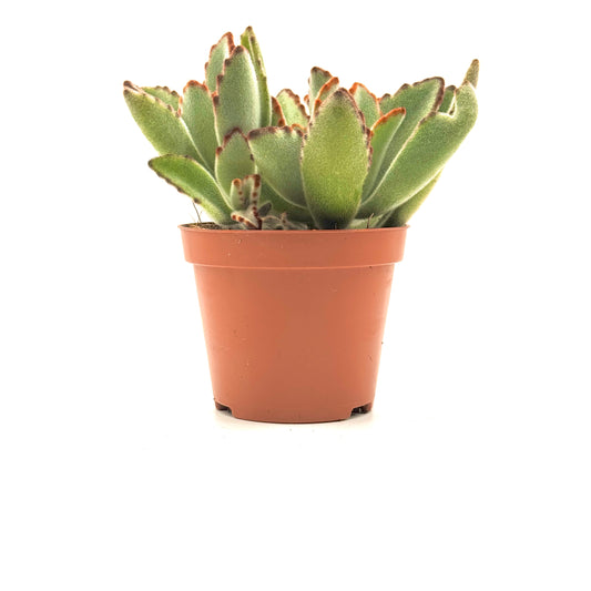 Panda Plant