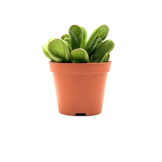 Crassula ovata