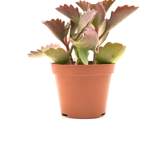 Tugela Cliff Kalanchoe