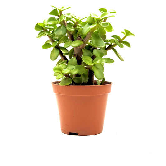 Elephant Bush