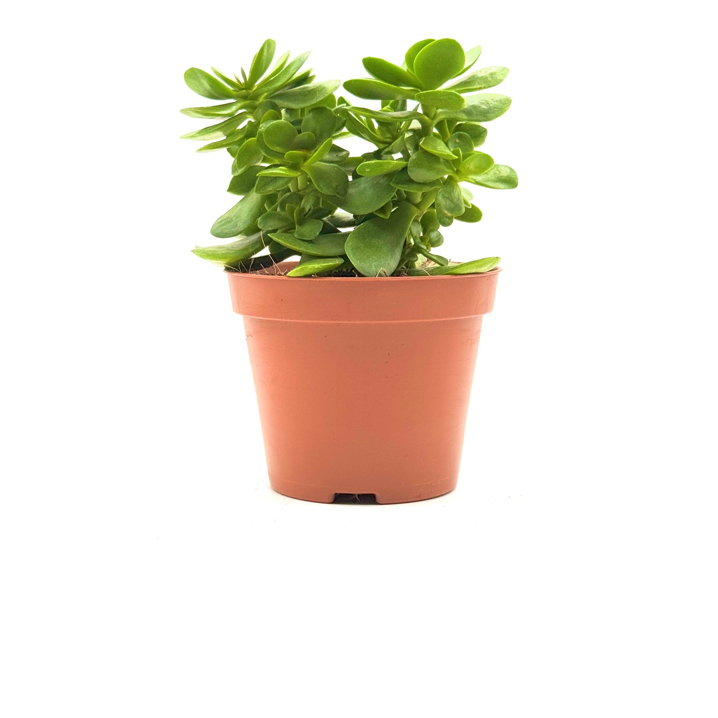 Crassula ovata